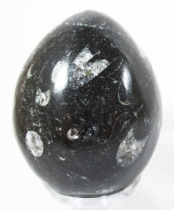 Orthoceras Fossil Egg - Crystal Carvings > Polished Crystal Eggs
