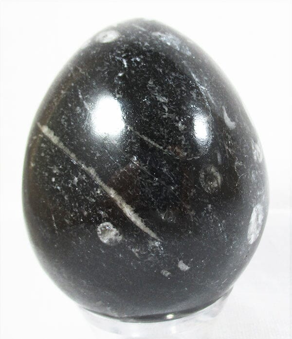 Orthoceras Fossil Egg - Crystal Carvings > Polished Crystal Eggs