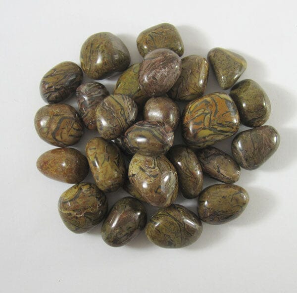 Shell Fossil Tumble Stones (x3) - Cut & Polished Crystals > Polished Crystal Tumble Stones