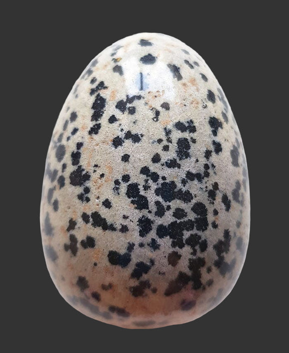 Dalmation Jasper Egg | Crystal Carvings | Polished Crystal Eggs