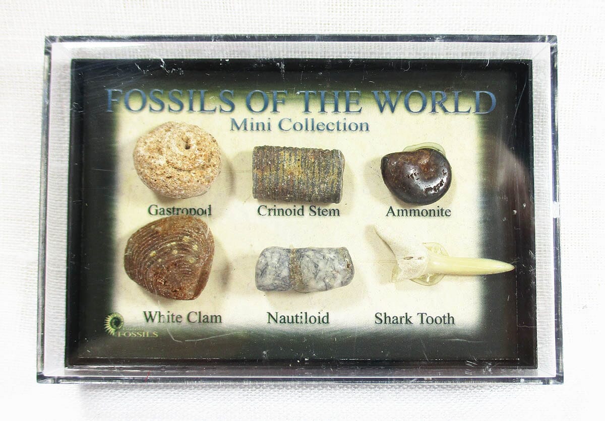 Fossils of The World Mini Collection - Others > Reduced to clear