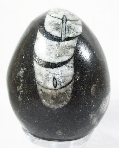 Orthoceras Egg Crystal Carvings > Polished Crystal Eggs