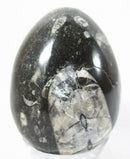 Orthoceras Egg | Crystal Carvings | Polished Crystal Eggs