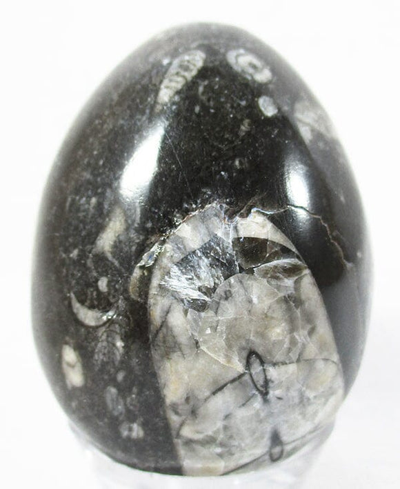 Orthoceras Egg | Crystal Carvings | Polished Crystal Eggs