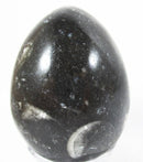 Orthoceras Egg | Crystal Carvings | Polished Crystal Eggs