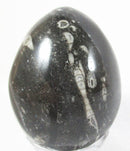Orthoceras Egg | Crystal Carvings | Polished Crystal Eggs
