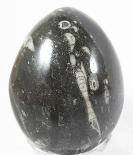 Orthoceras Egg | Crystal Carvings | Polished Crystal Eggs
