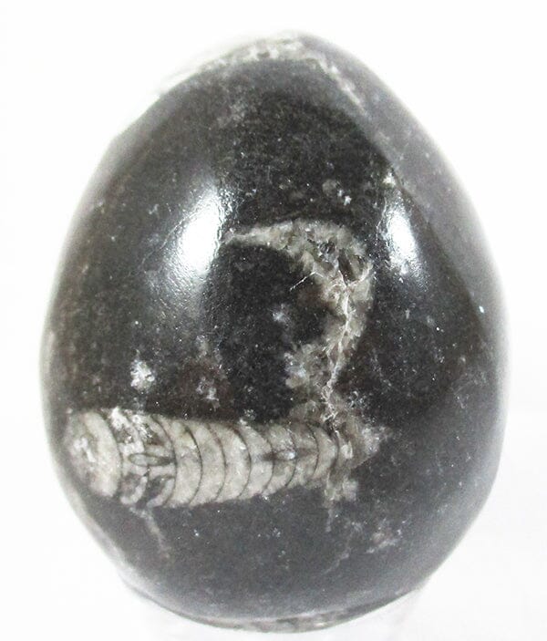 Orthoceras Egg - Crystal Carvings > Polished Crystal Eggs