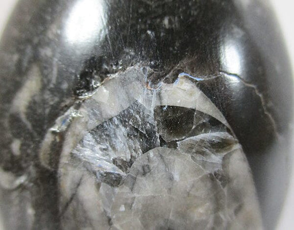 Orthoceras Egg | Crystal Carvings | Polished Crystal Eggs
