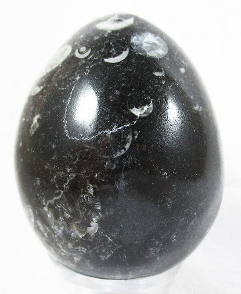 Orthoceras Fossil Egg Crystal Carvings > Polished Crystal Eggs