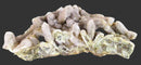 Spirit Quartz Cluster | Natural Crystals | Natural Crystal Clusters