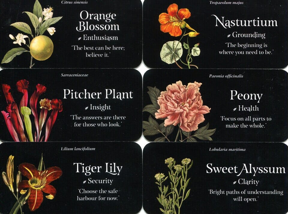 The Language Of Flowers Mini Deck - Others > Reduced to clear