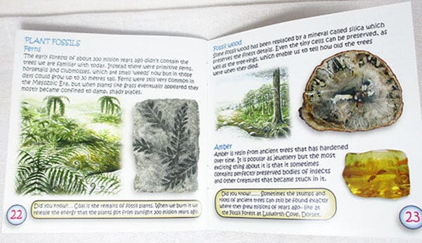 The Little Study of Fossils Childrens Book - Others > Books & Greeting Cards
